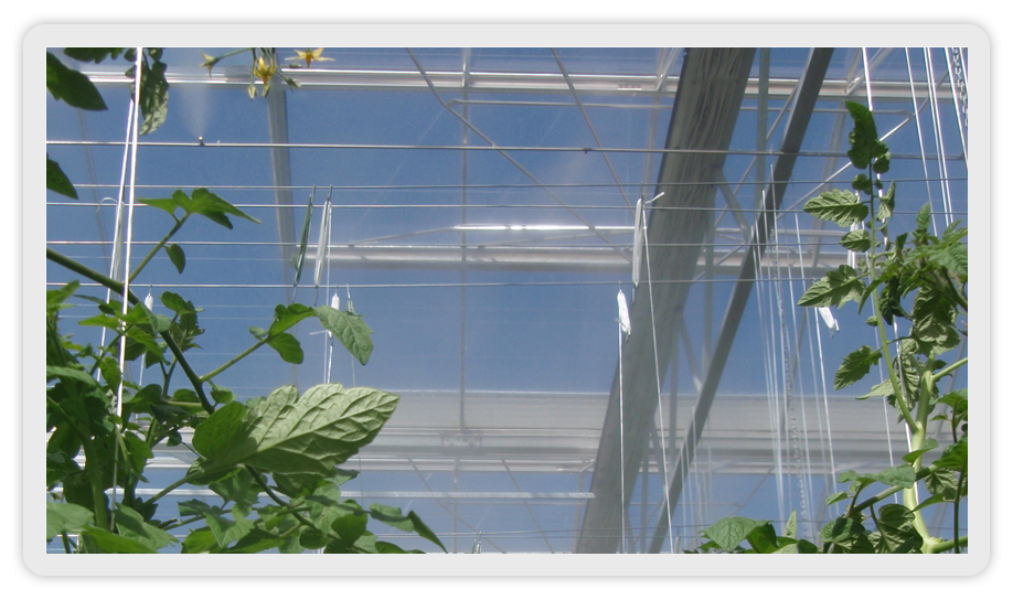 greenhouse fogging system