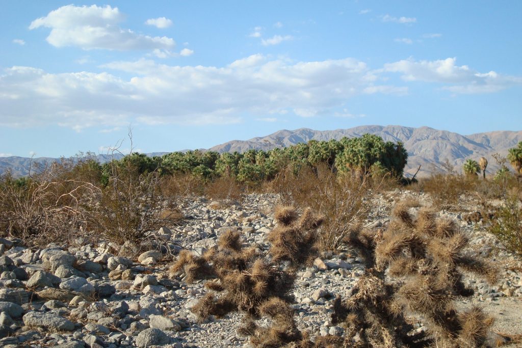 rowing cannabis in desert conditions